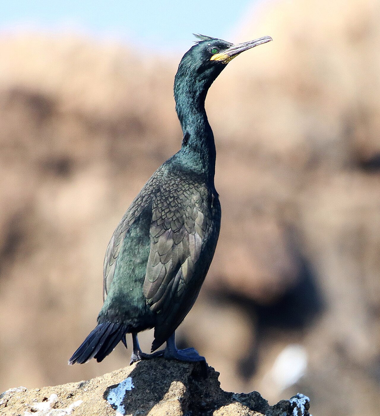 Shag