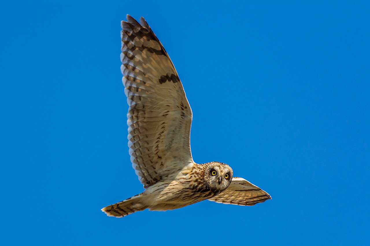 Short-eared owl
