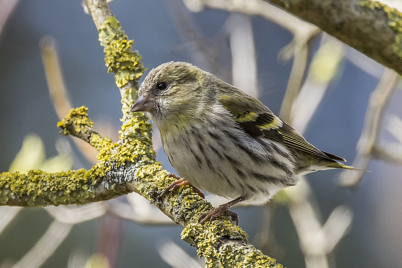 Siskin
