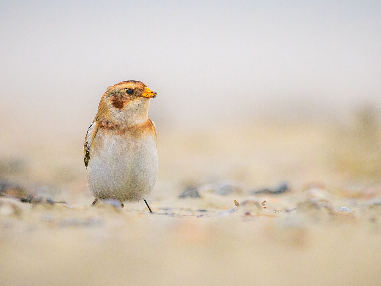 Snow bunting