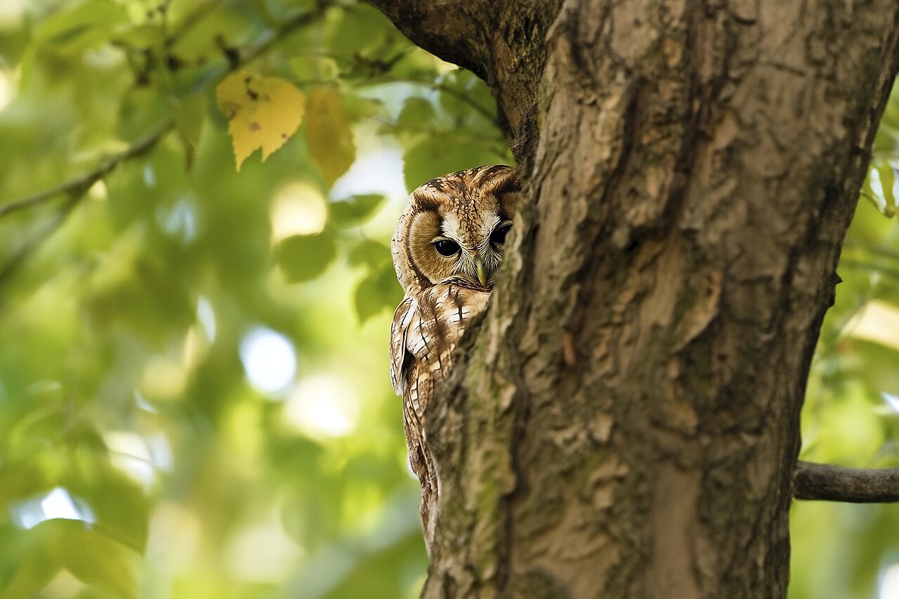 Tawny owl