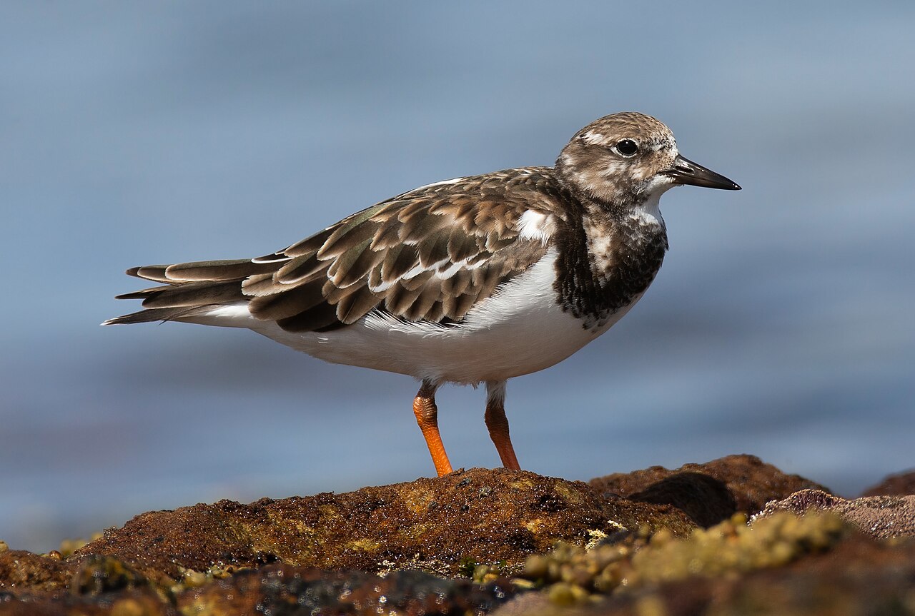 Turnstone