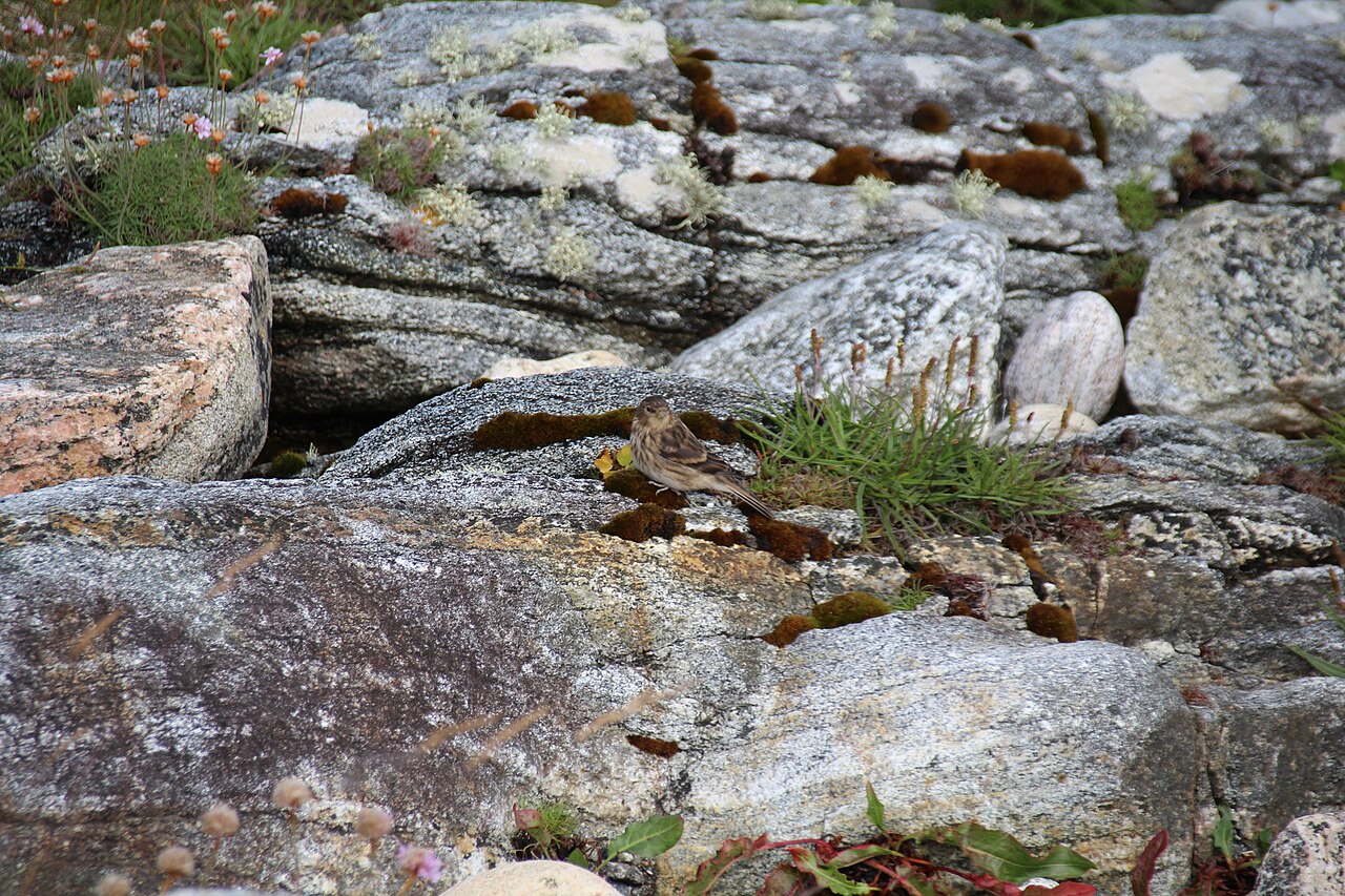 Twite