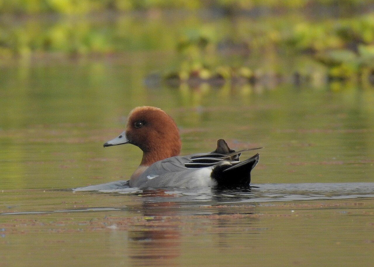 Wigeon