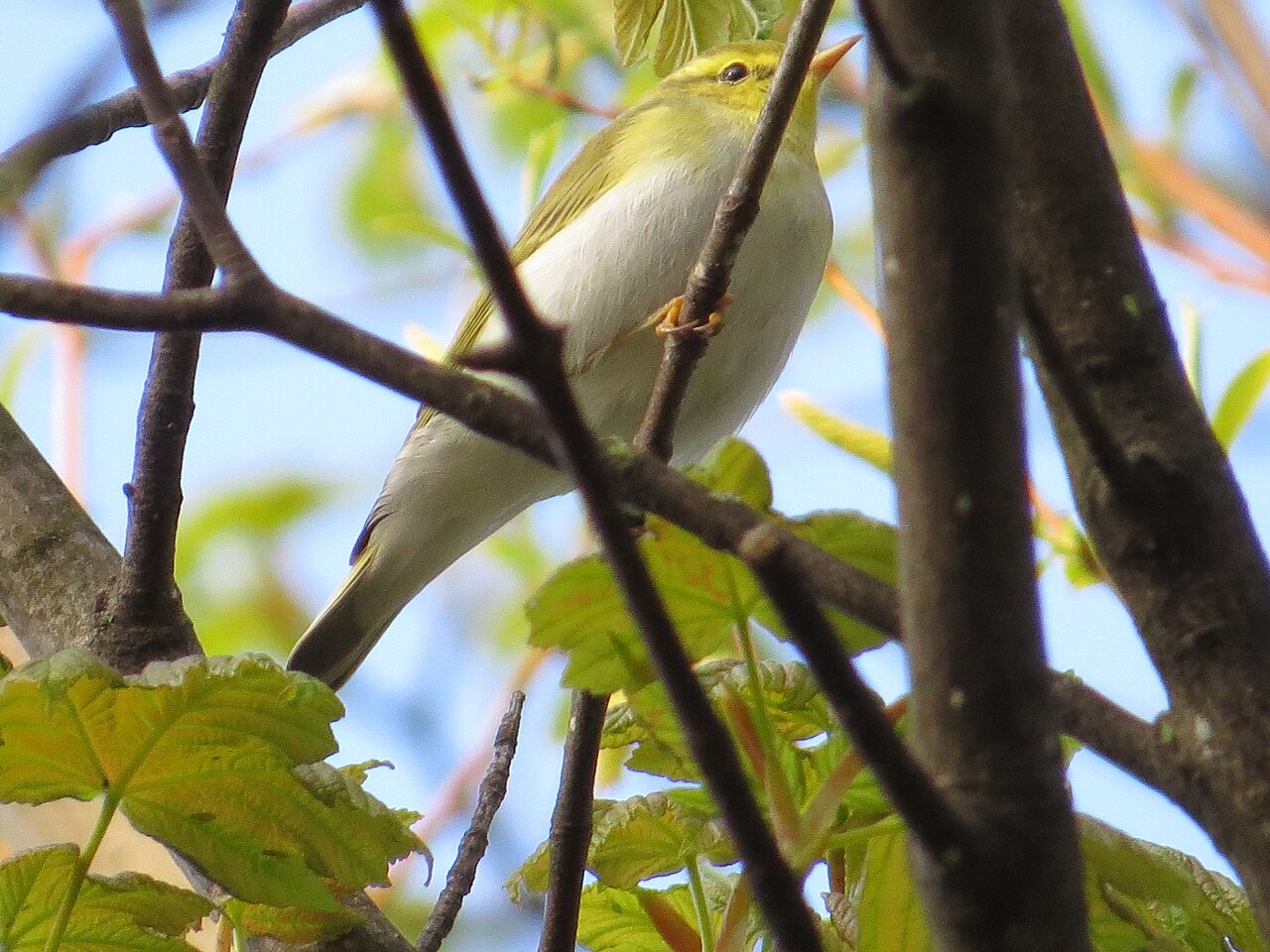 Wood warbler