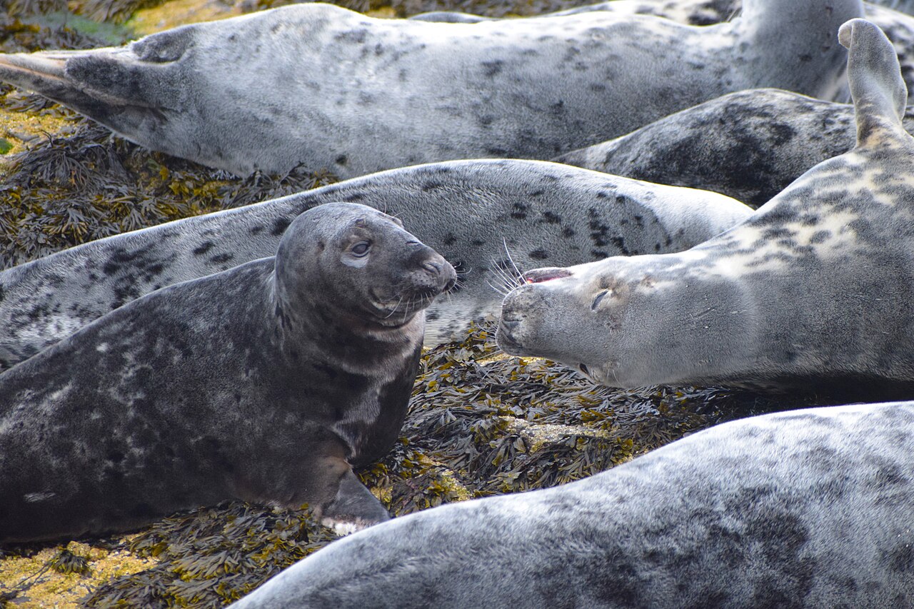 Seal Pups in Northumberland 2026: Farne Boats and Where to Watch