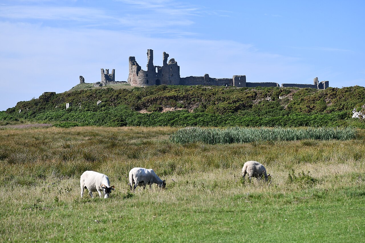 Craster, the walk to Dunstanburgh Castle, Sheep and the castle