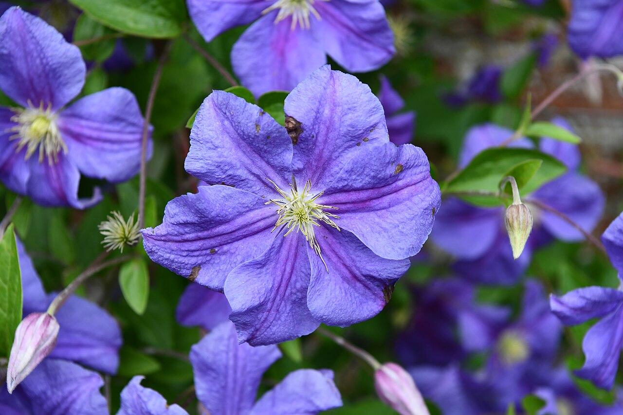 Howick Hall Gardens, Clematis