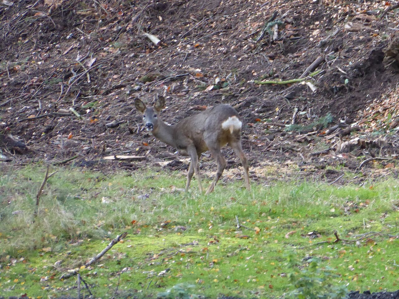 Roe Deer in Hulne Park, Alnwick