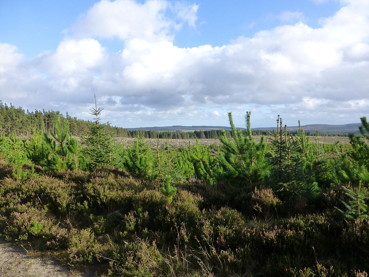 In Thrunton Wood