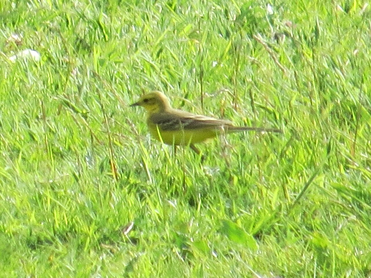 Motacilla flava flavissima, Druridge Pools, Northumberland