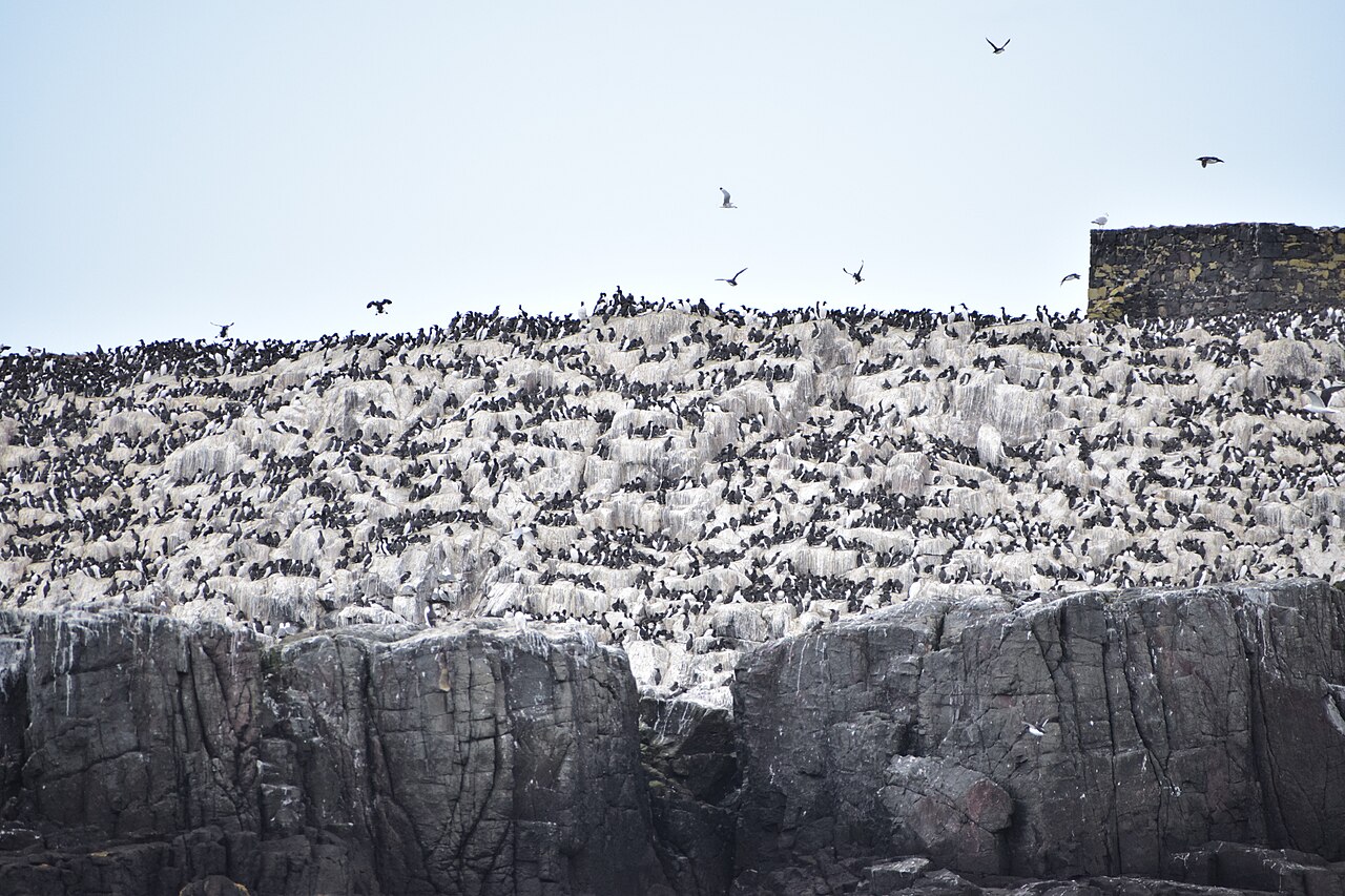 Cliff face with guillemots, Farne Islands, UK