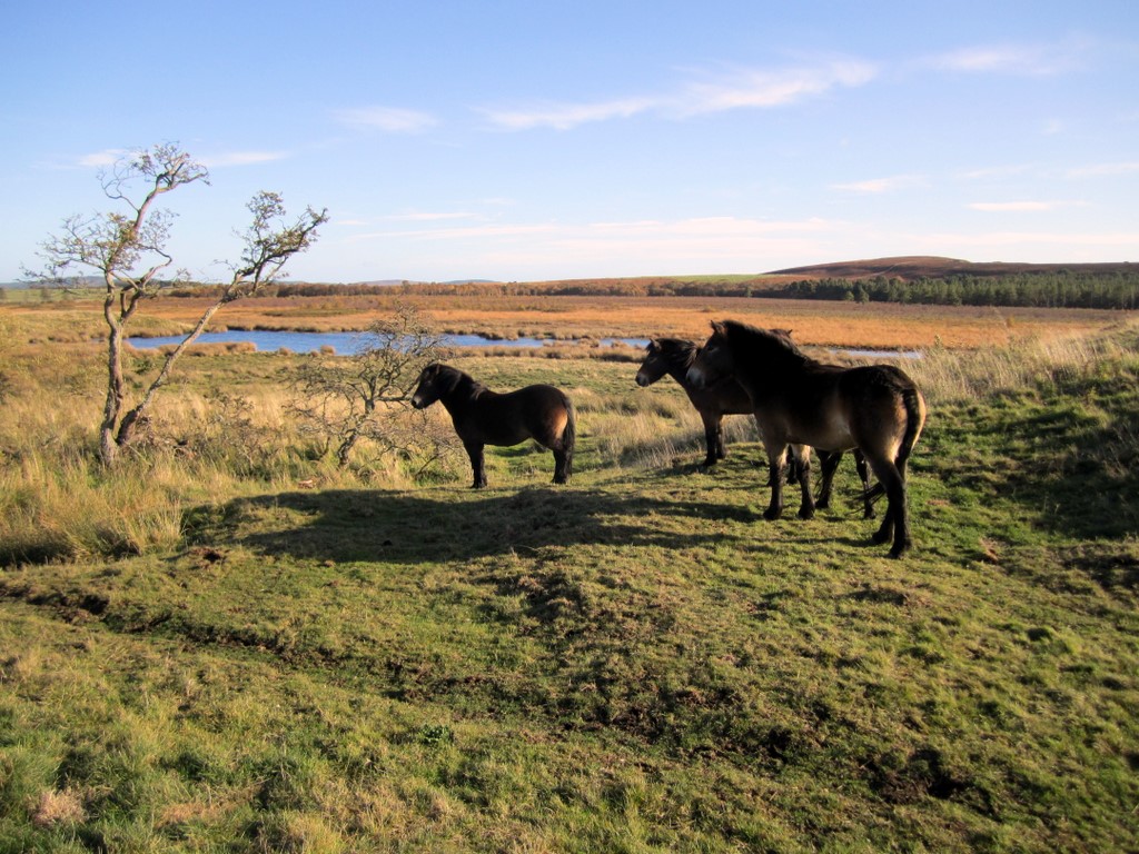 Exmoor ponies, Ford Moss