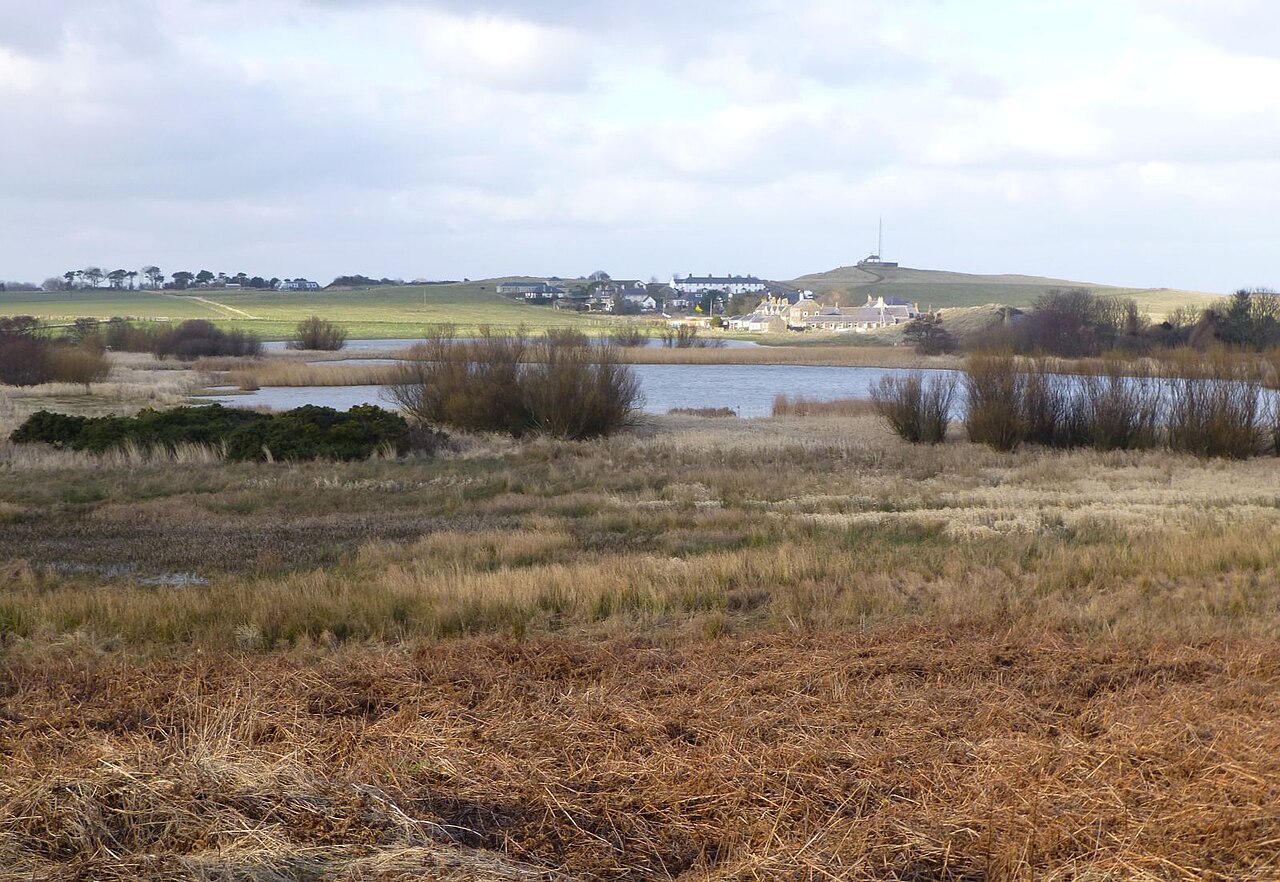 Reed-beds beside Newton Pool Nature Reserve