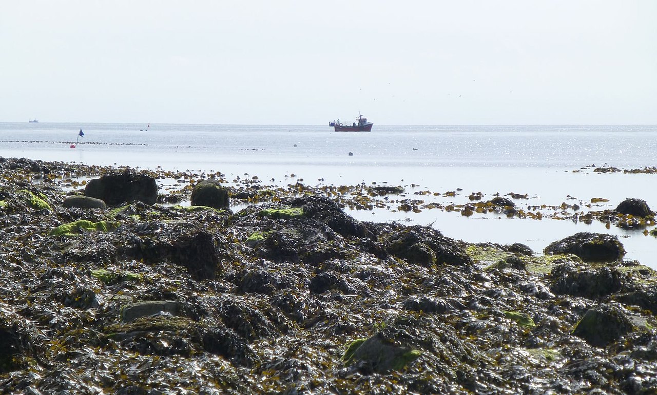 Hauxley Haven