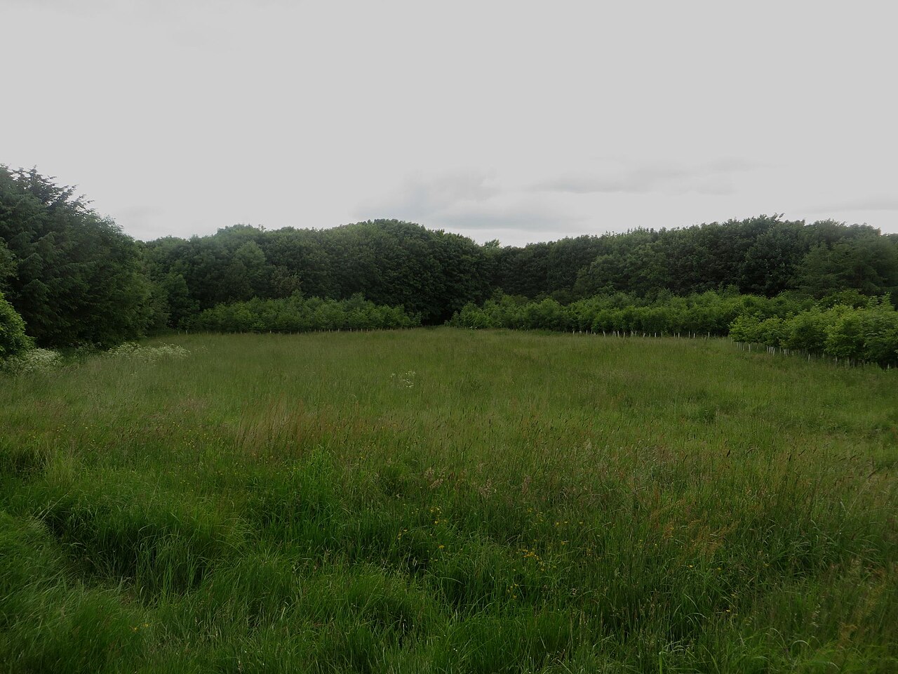 Meadow in Plessey Woods Country Park