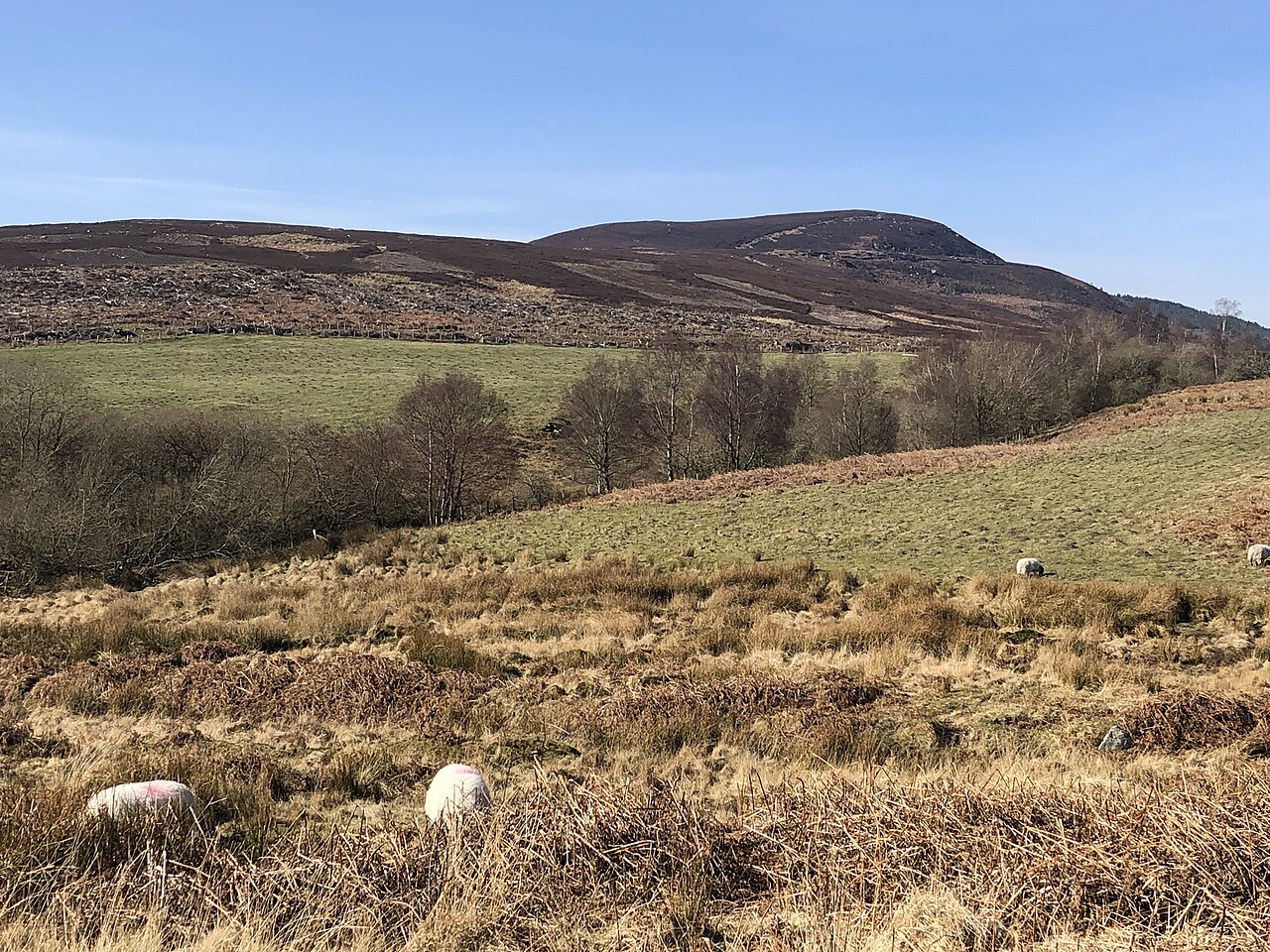 Moorland, Simonside Hills