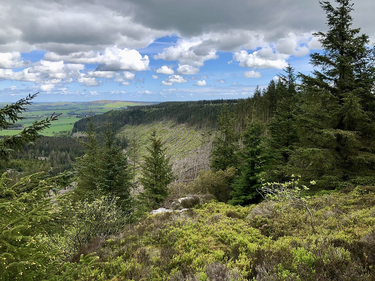 Thrunton Woods